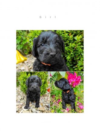 Unsere liebevolle Pudeldame mit Papieren und