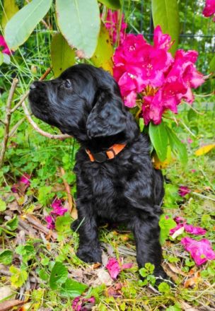 Unsere liebevolle Pudeldame mit Papieren und