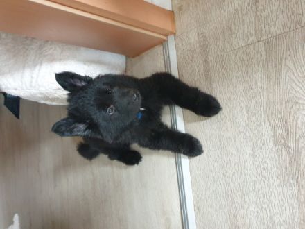 Er ist der letzte von 4 Stocklanghaar Welpen und sucht