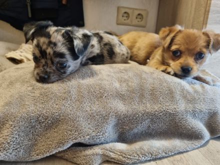 Huhuuu wir sind 2 Zwergpincher Yorki- Chihuahua Japan