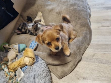 Huhuuu wir sind 2 Zwergpincher Yorki- Chihuahua Japan