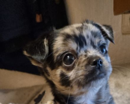 Huhuuu wir sind 2 Zwergpincher Yorki- Chihuahua Japan