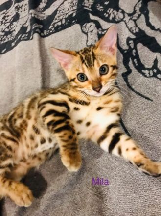 Die katzenbabys dürfen ab sofort besichtigt und mit