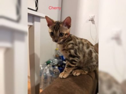 Die katzenbabys dürfen ab sofort besichtigt und mit