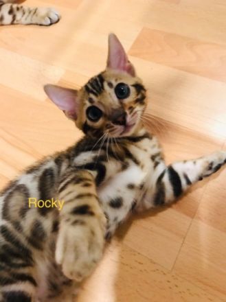 Die katzenbabys dürfen ab sofort besichtigt und mit