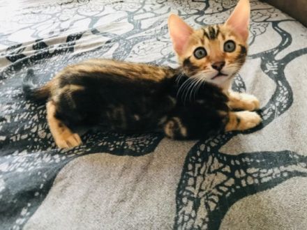 Die katzenbabys dürfen ab sofort besichtigt und mit