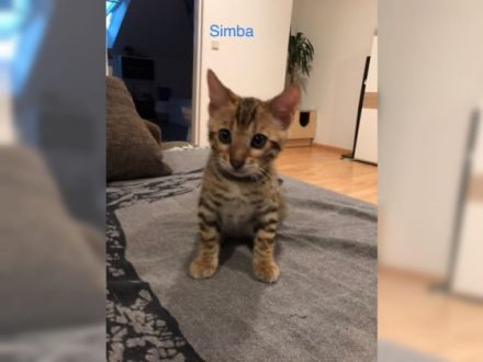 Die katzenbabys dürfen ab sofort besichtigt und mit