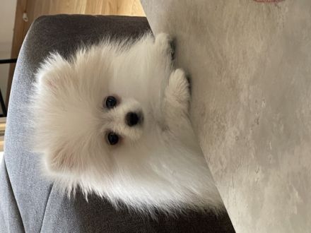 Hallo mein Name ist Ria und ich bin 3 Monate jung. Ich