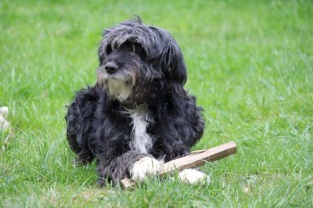 Hütehund Mix Welpen suchen Ihren Menschen... * Wir