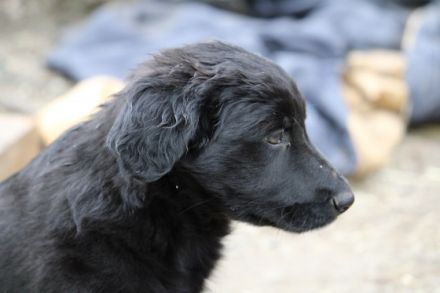 Hütehund Mix Welpen suchen Ihren Menschen... * Wir