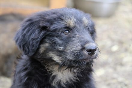 Hütehund Mix Welpen suchen Ihren Menschen... * Wir