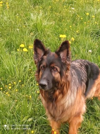 Großes 4,5 Jähriges langhaar Schäferhundmädchen sucht