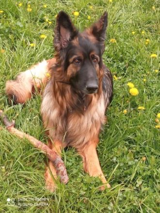 Großes 4,5 Jähriges langhaar Schäferhundmädchen sucht