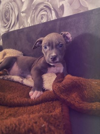 Unsere American Bully Welpen suchen ein Zuhause ! Am 6