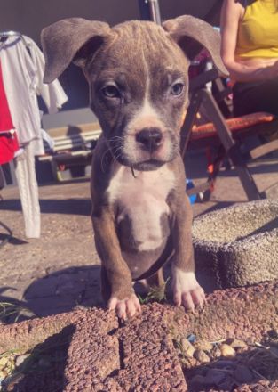 Unsere American Bully Welpen suchen ein Zuhause ! Am 6