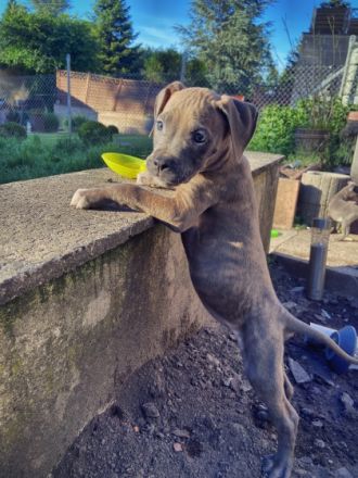 Unsere American Bully Welpen suchen ein Zuhause ! Am 6