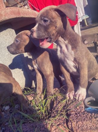 Unsere American Bully Welpen suchen ein Zuhause ! Am 6