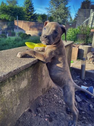 Unsere American Bully Welpen suchen ein Zuhause ! Am 6