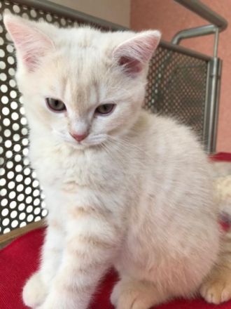 Hallo Katzenliebhaber. Aus dem Wurf unserer