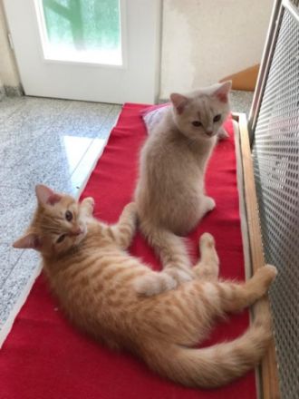 Hallo Katzenliebhaber. Aus dem Wurf unserer