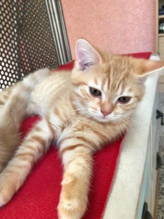 Hallo Katzenliebhaber. Aus dem Wurf unserer