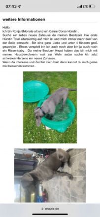 Ronja, Cane Corso Italiano