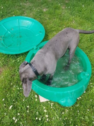 Mein Name ist Ronja bin 8 Monate alt. Bin in einem