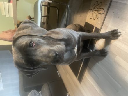 Mein Name ist Ronja bin 8 Monate alt. Bin in einem