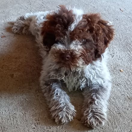 Hallo liebe(r) Lagotto Freund(e), Ich bin MAX (m) und