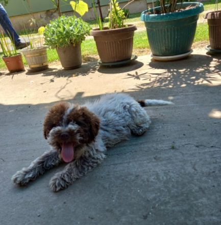 Hallo liebe(r) Lagotto Freund(e), Ich bin MAX (m) und