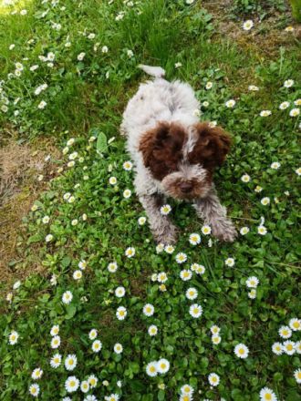 Hallo liebe(r) Lagotto Freund(e), Ich bin MAX (m) und