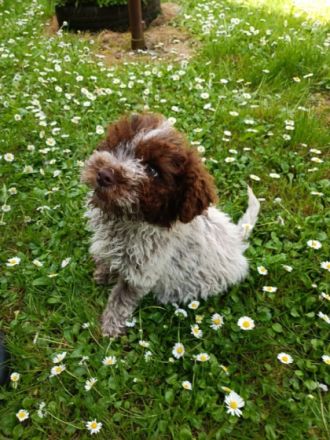 Hallo liebe(r) Lagotto Freund(e), Ich bin MAX (m) und