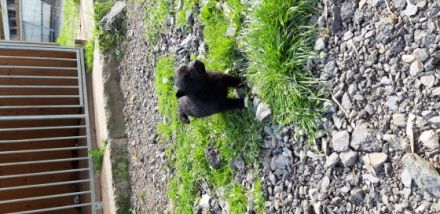 5 Altdeutsche Schwarze suchen ab Ende Mai ein neues