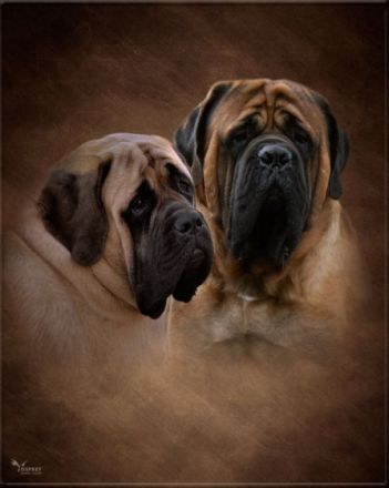 Unsere Mastiff Welpen dürfen ab dem 01. Juni in ihr