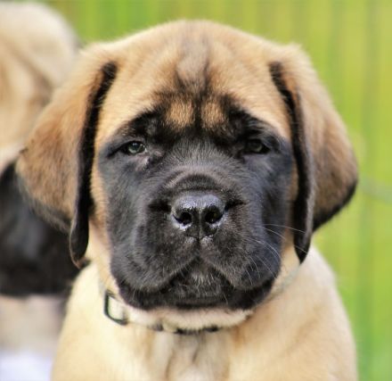Unsere Mastiff Welpen dürfen ab dem 01. Juni in ihr