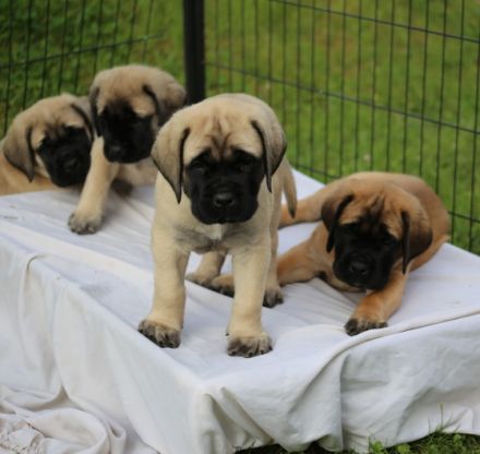 Unsere Mastiff Welpen dürfen ab dem 01. Juni in ihr
