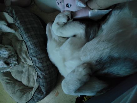 Aus gesundheitlichen Gründen muss icb meine reinrassige