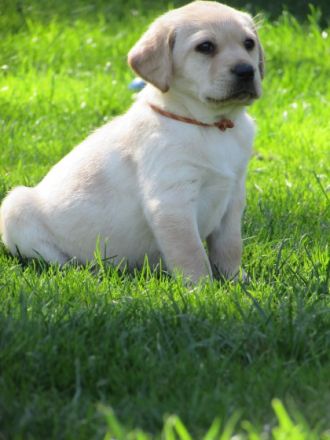 Unsere Rasselbande ist am 06.03.2021 geboren und dürfen