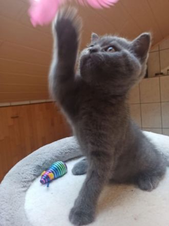 Guten Tag, unsere schöne Katze LUNA hat drei