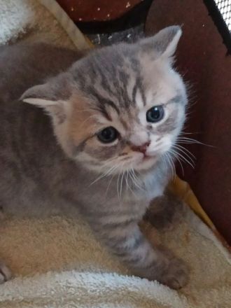 Guten Tag, unsere schöne Katze LUNA hat drei