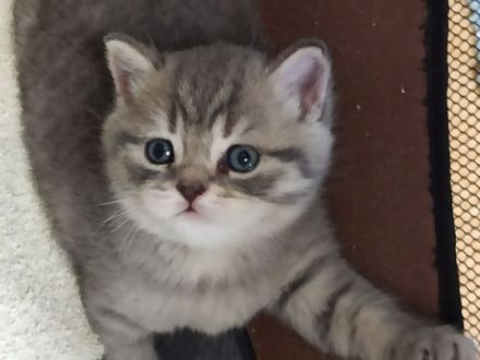 Guten Tag, unsere schöne Katze LUNA hat drei