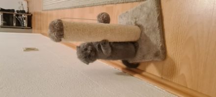 Hallo liebe Katzenliebhaber! Meine Mietze hat am 18.03