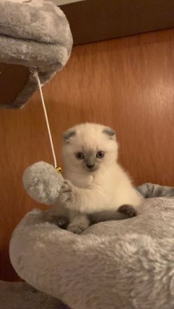 Hallo liebe Katzenliebhaber! Meine Mietze hat am 18.03