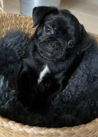 Hallo "Es ist soweit, dass die 4 Rüden in ein neues