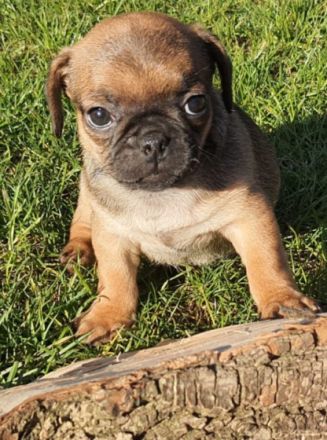 Hallo "Es ist soweit, dass die 4 Rüden in ein neues