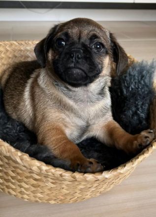 Hallo "Es ist soweit, dass die 4 Rüden in ein neues