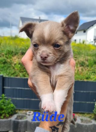 Unsere wunderschönen Babys sind da!! Unsere hübsche