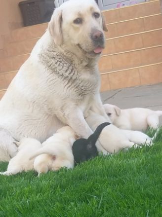 Unsere Hunde sind die große Leiden­schaft der ganzen