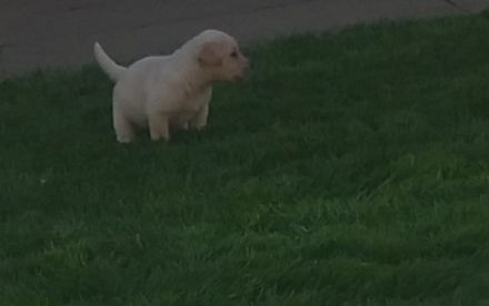 Unsere Hunde sind die große Leiden­schaft der ganzen