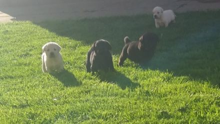 Unsere Hunde sind die große Leiden­schaft der ganzen